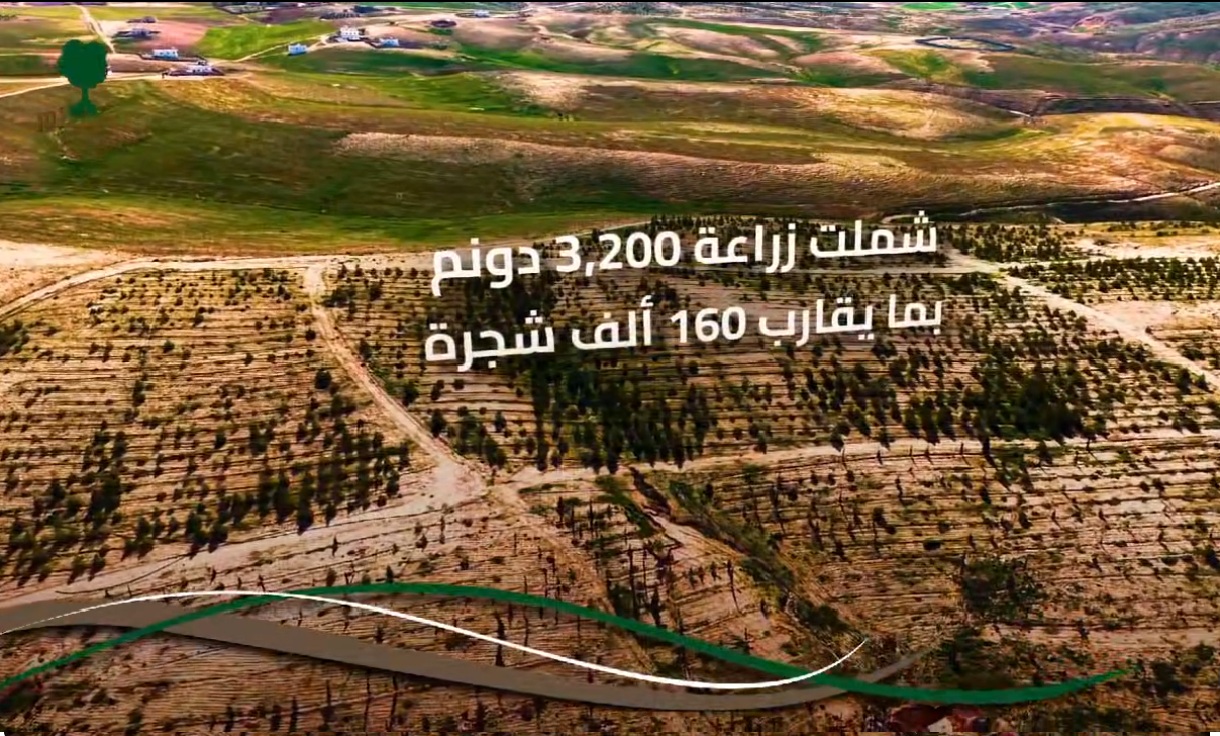 غابة جذور ( مشروع جذور)