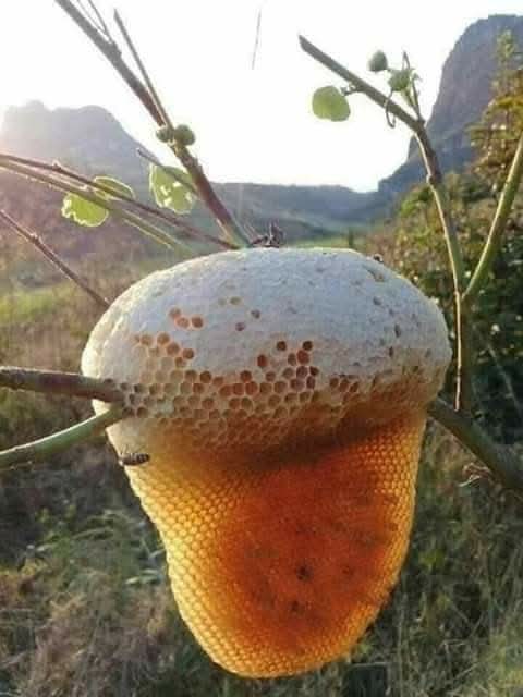 العسل الطبيعي